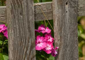 A pink flower grows next to a wooden fence
